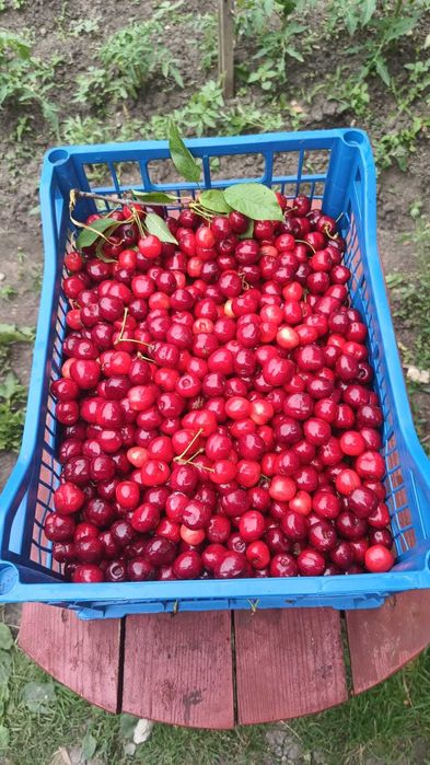 cirese culese azi 6 iunie 15 ron kg am o ladita 0771640212