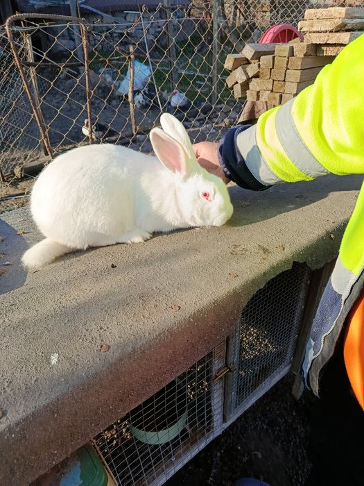 Зайци на 4 месеца