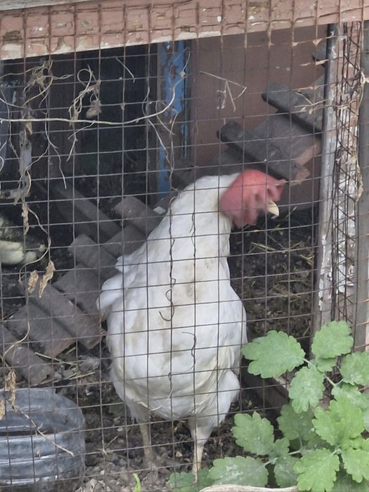Продаю кур несушек