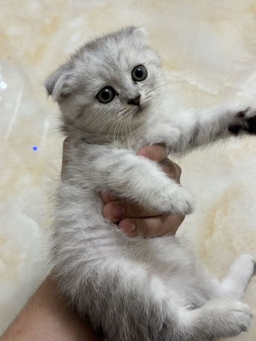Шотландский вислоухий котёнок (Scottish Fold) серебристого окраса
