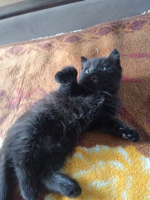 Отдам котенка мальчика