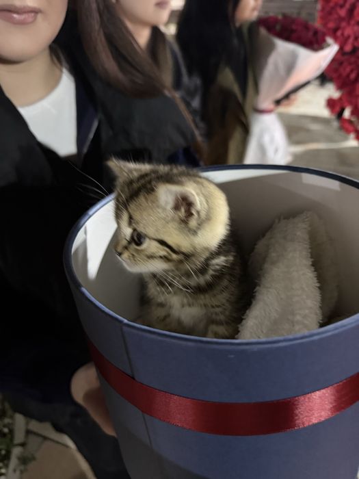 Котята шотландские