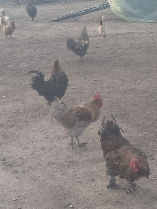 Vând cocoși de țară