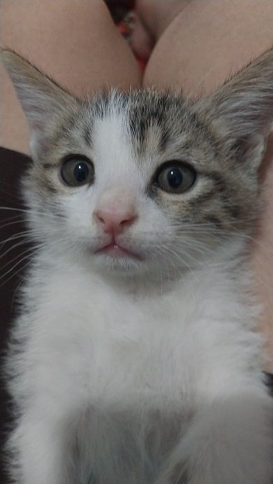 Mushuklar sotiladi