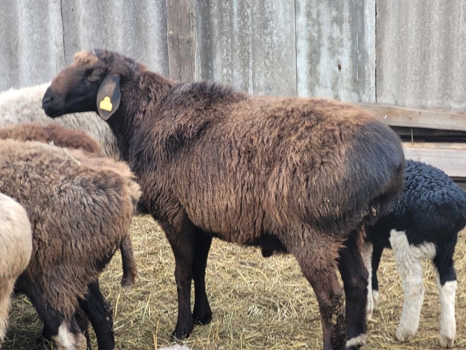 Продам кошкара на племя