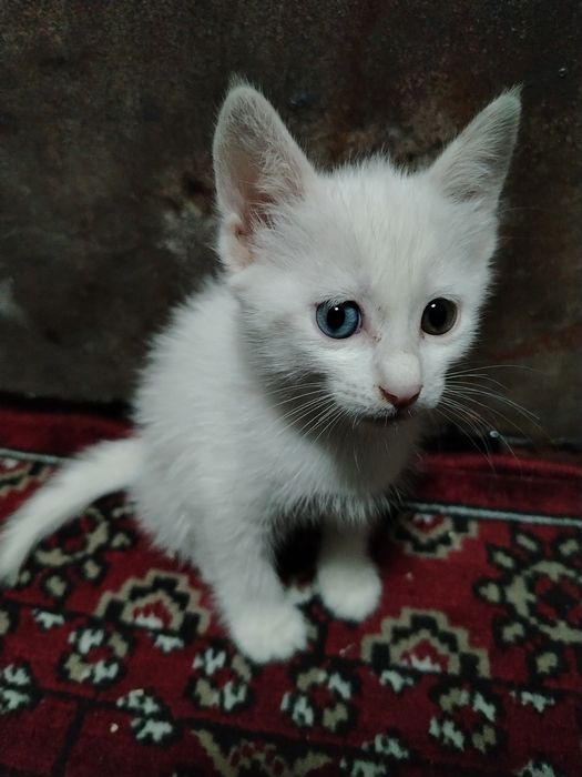 Turetskiy angora