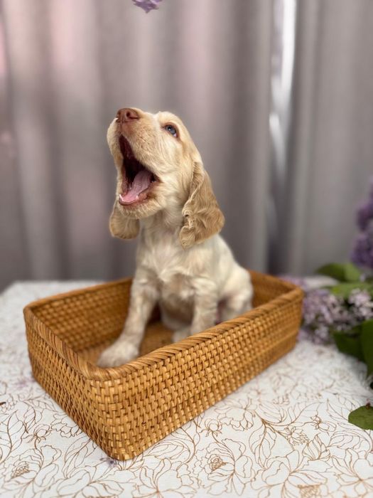 Щенки Русского охотничьего спаниеля