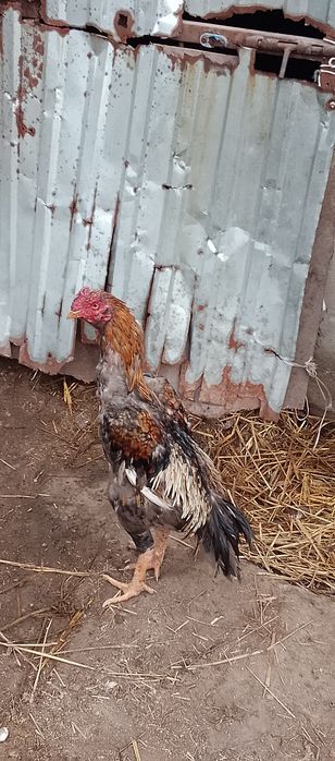 Продам питуха цена 15000