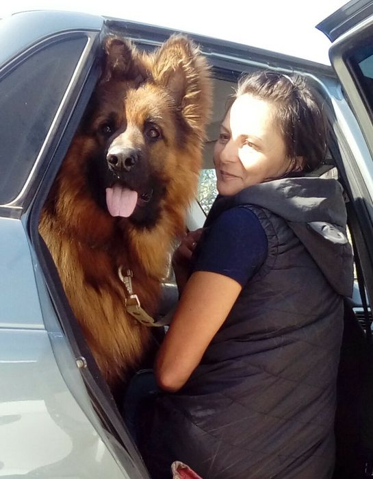 Немецкая овчарка