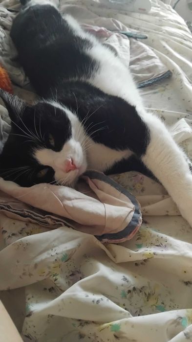 Разхождане на кучета