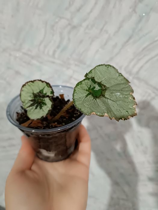 Продам сортовые бегонии.