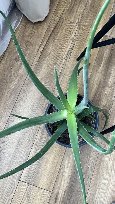 Алоэ лечебный с горшком