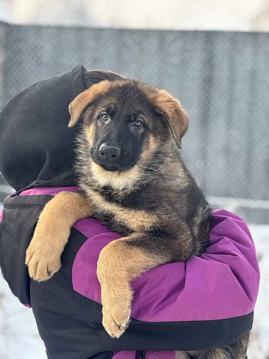 Щенки немецкой овчарки