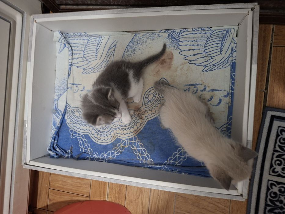 Отдадим котят в добрые руки