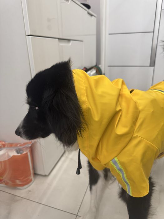 Pelerină de ploaie pentru căței, galben - haina/hainuta ptr caine