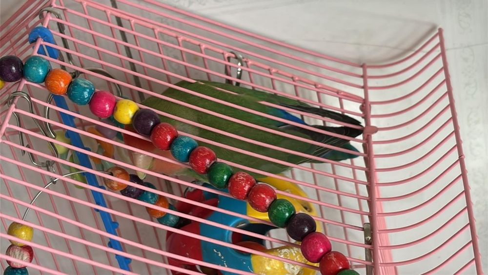 Питца хороши 4неделя  25000