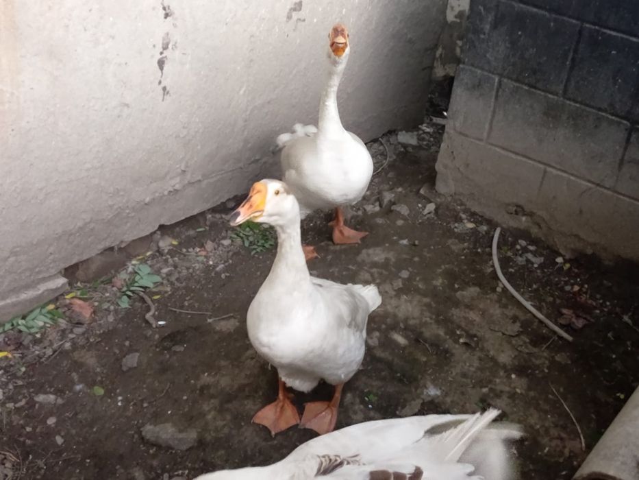 Гуси, Қазылар,Гусь