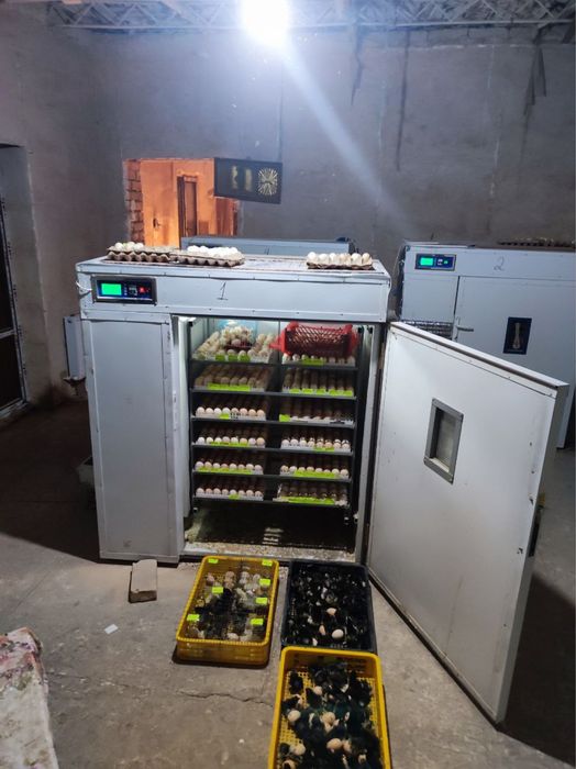 Inkubatr xizmat инкубатр апслйгия joja ochirish xizmati