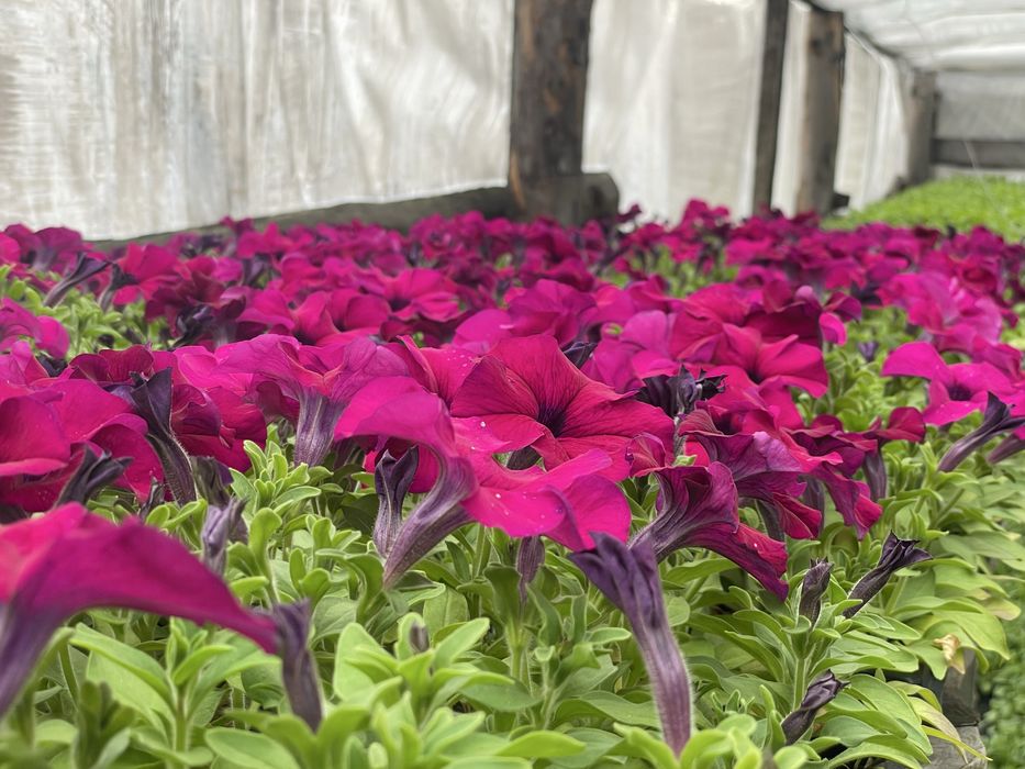 Рассада цветы петуния