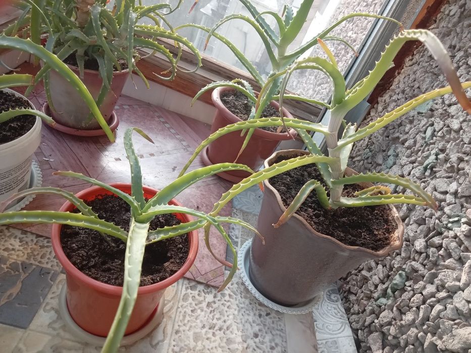 Продам лечебный алое
