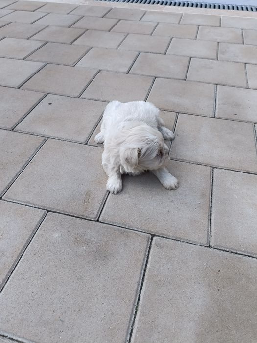 Bichon mini toy  havanez