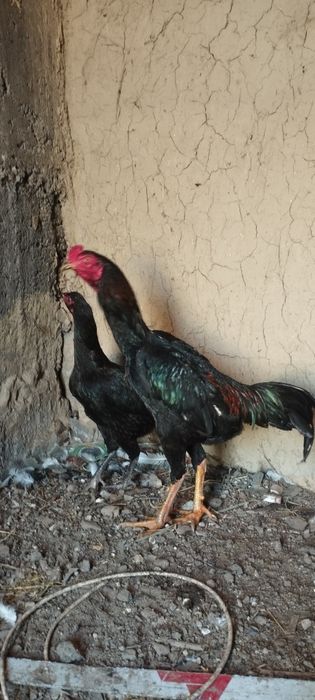 Куры дакан майски цена