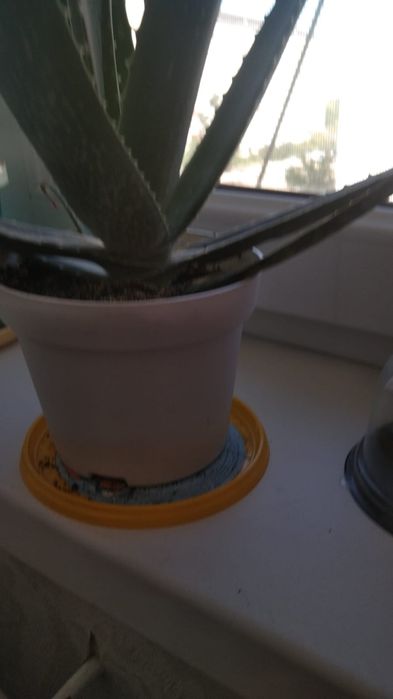 Алоэ вера Комнатный цветок