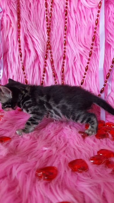 Бегальский угольный мальчик