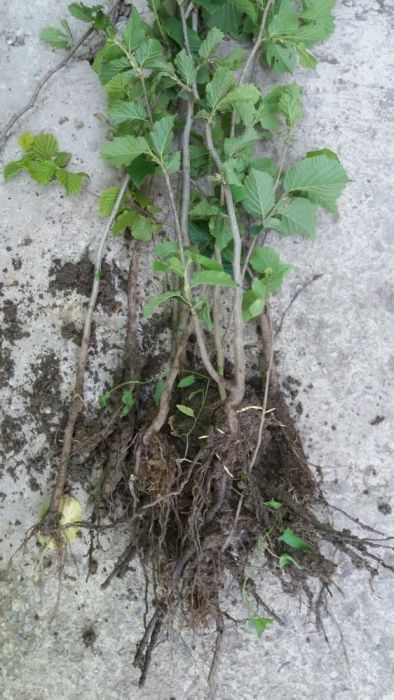 Alune si puieti de alun