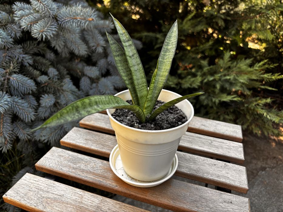 Sansevieria Panthera (Limba socrei) în ghiveci cu farfurioară