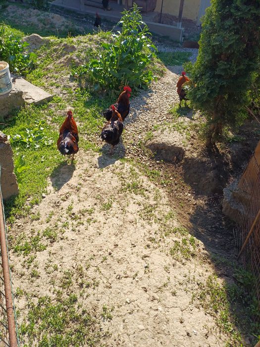 Cocoși Marans negru aramiu