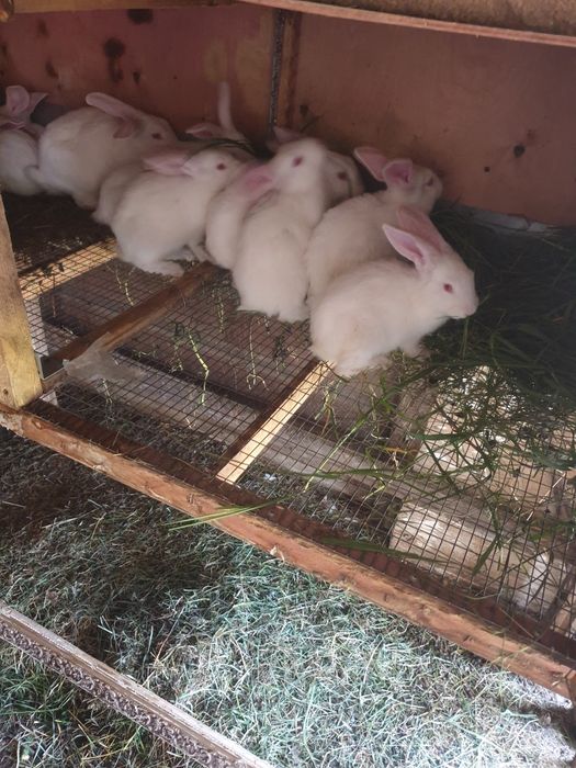 Продам крольчат Великана