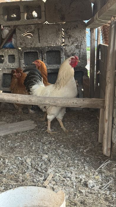 Қораз сатылады срочноо