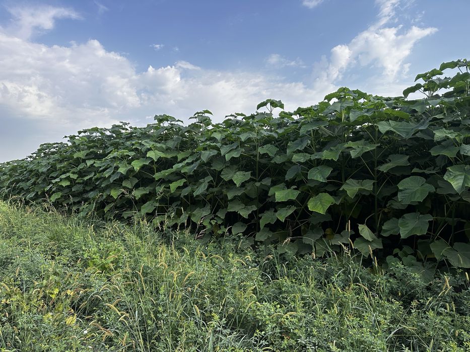 Павлония Pavlovniya bor