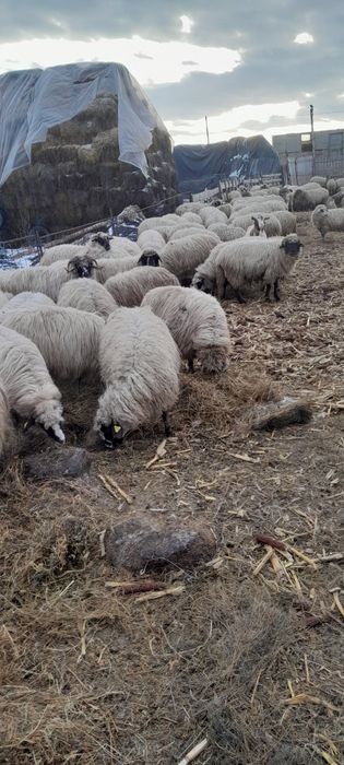 Oi de vânzare, oi gestante