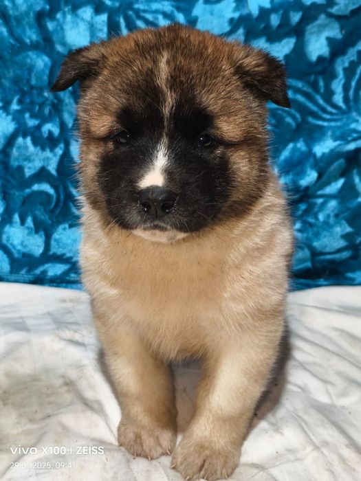 Очаровательные щенки американской акиты.