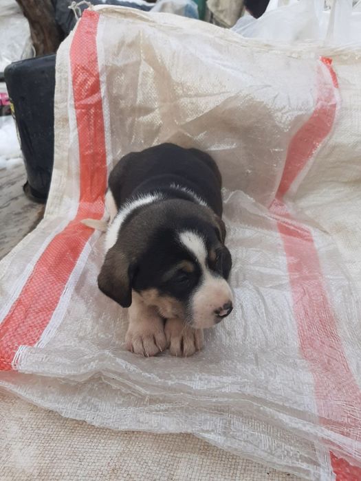 Отдадим собачек в добрые руки