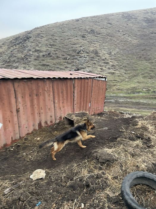 Овчарка сатам сиыр жайады