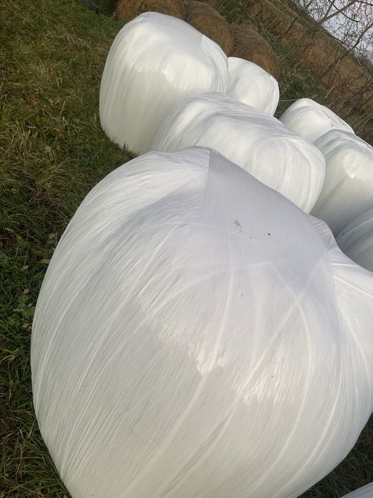 Baloti lucerna infoliati