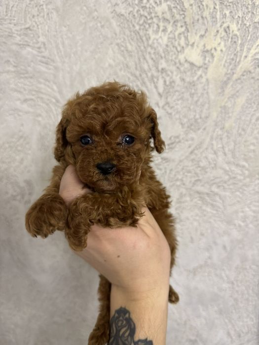 Пудел Teacup момиче