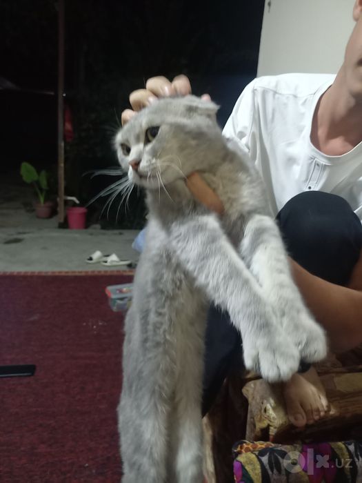 Кошка домашня. Скотиш