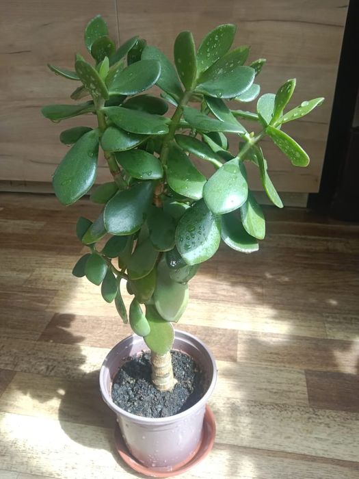 Денежное дерево - Тростянка