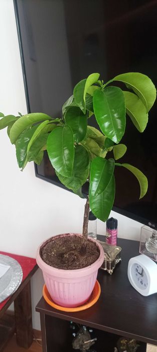 Цитрусови растения