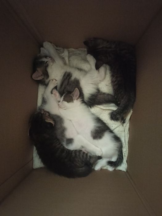 Подарю котят бесплатно