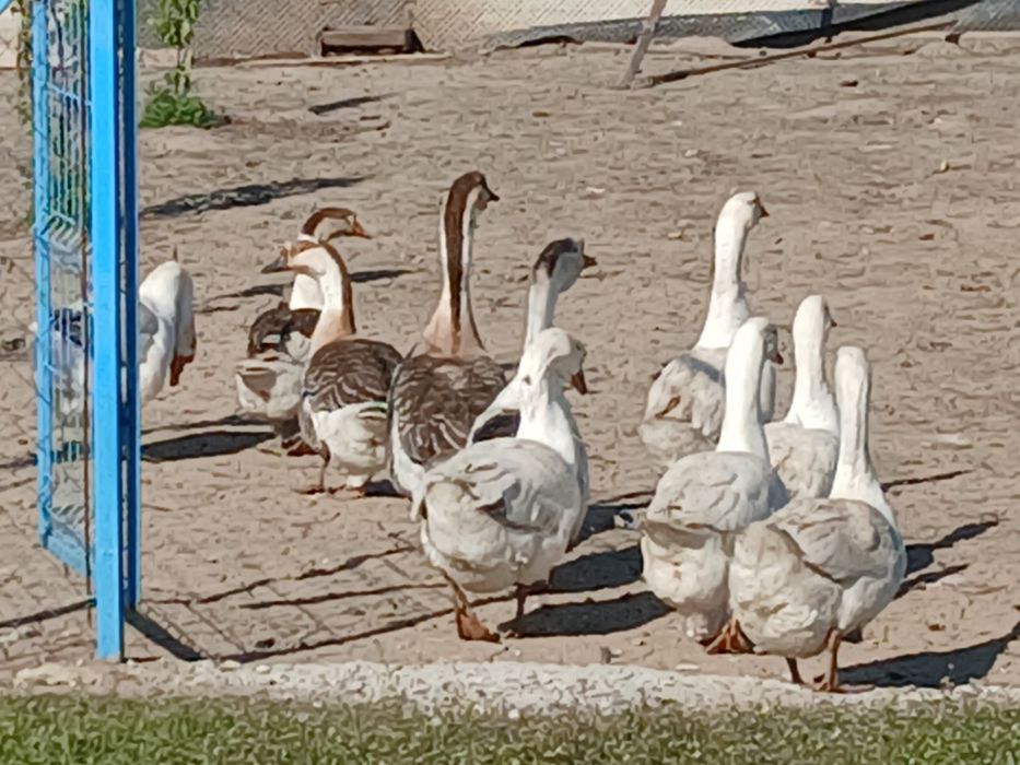 Vând 10 gâște ..