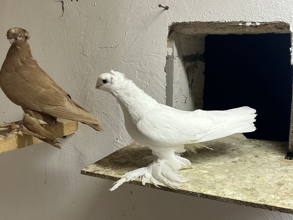 Продам белый самец