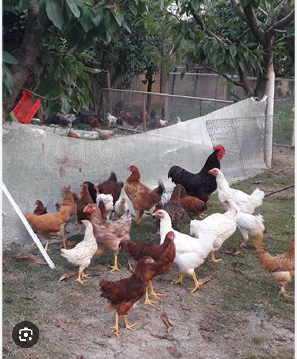 Pui de casa de vânzare gata tăiați