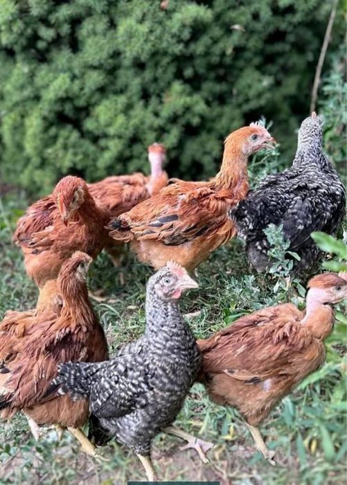 Ferma de pui Angro România