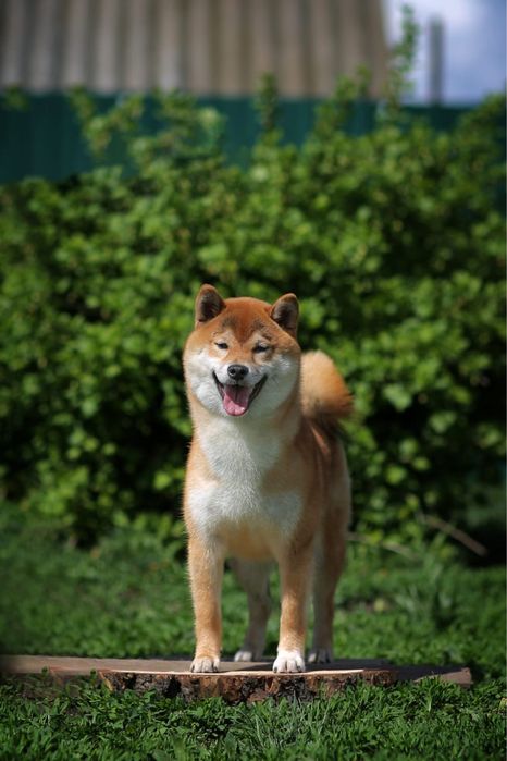 предлагаю для вязки кобеля сибы
