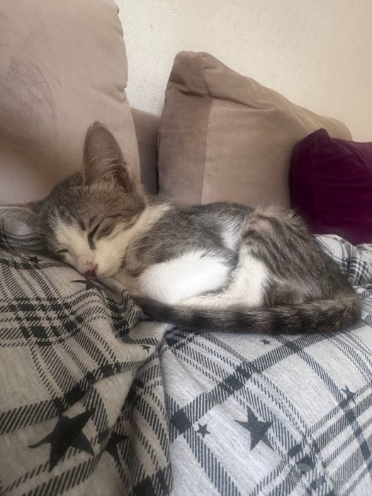котенок отдам бесплатно